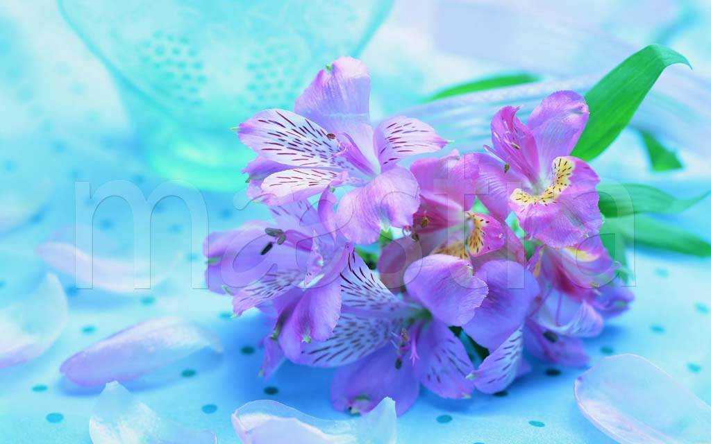 Фотообои Сиреневый цветок на голубом фоне