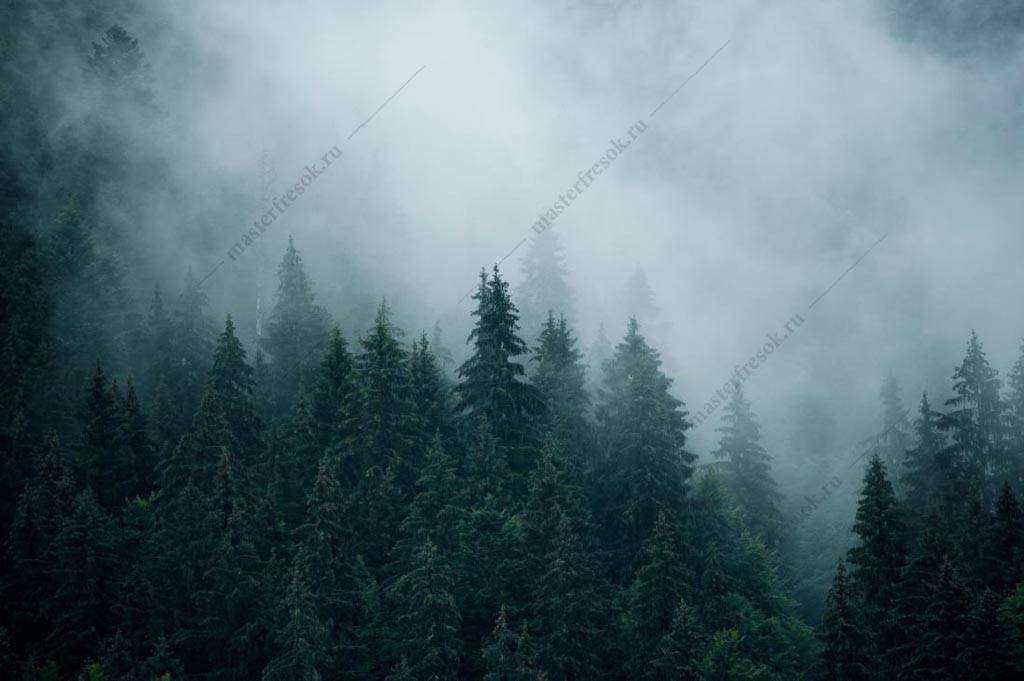 Фотообои Сосновый лес в тумане