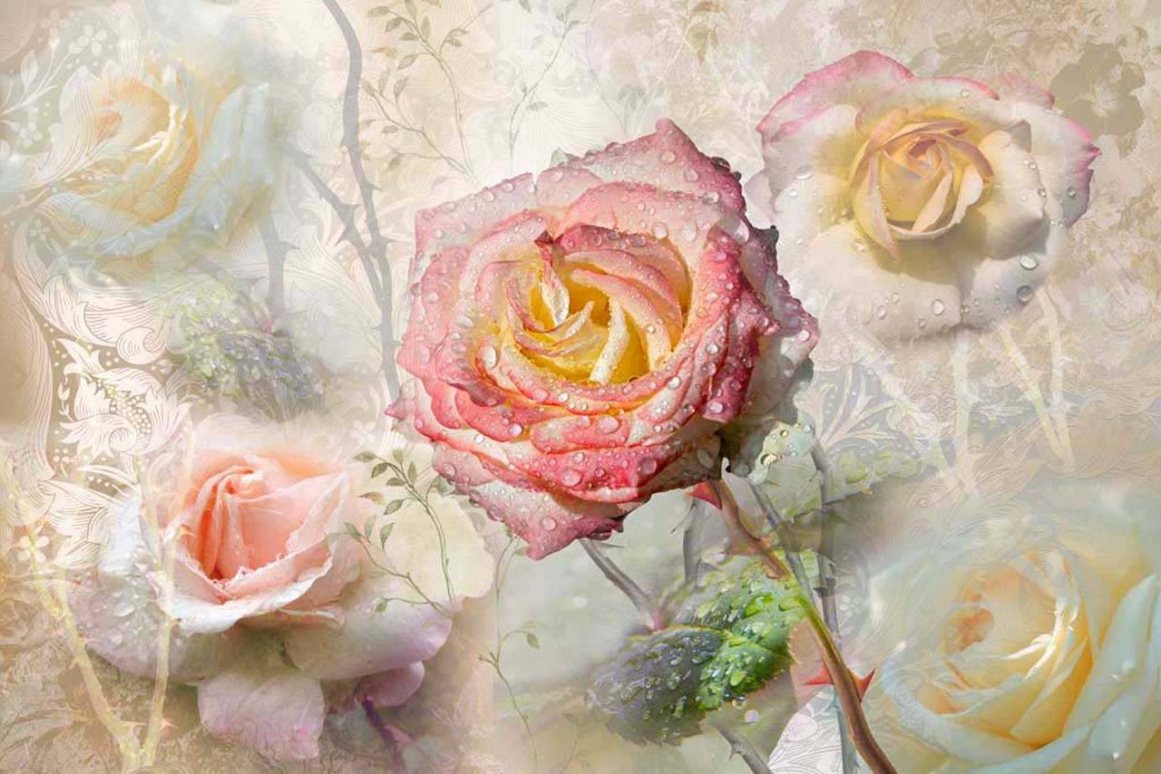 Фотообои Цветы розы на сером фоне