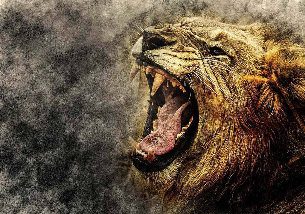 Фотообои Оскал льва купить в Оренбурге, Арт. 17-4330 в интернет-магазине,  цены в Мастерфресок