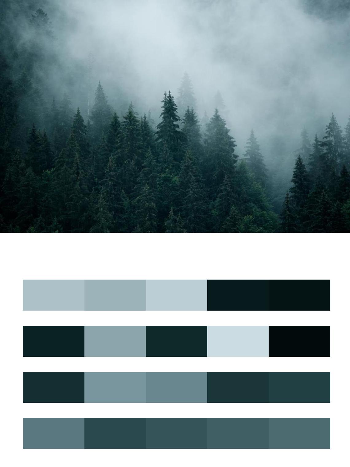 Сосновый лес в тумане цвета
