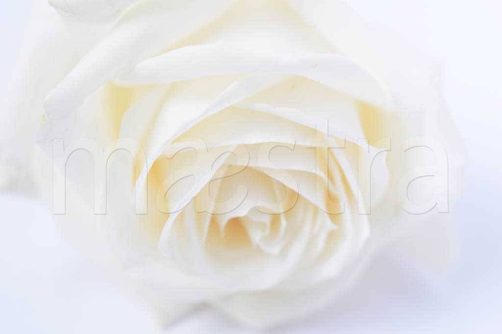 Фотообои Белая роза изящная